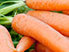 Coragen<sup>®</sup> 20 SC valmisteelle myönnetty poikkeuslupa kaaliperhosen, kaalikoin, kaalikärpäsen ja porkkanakärpäsen torjuntaan